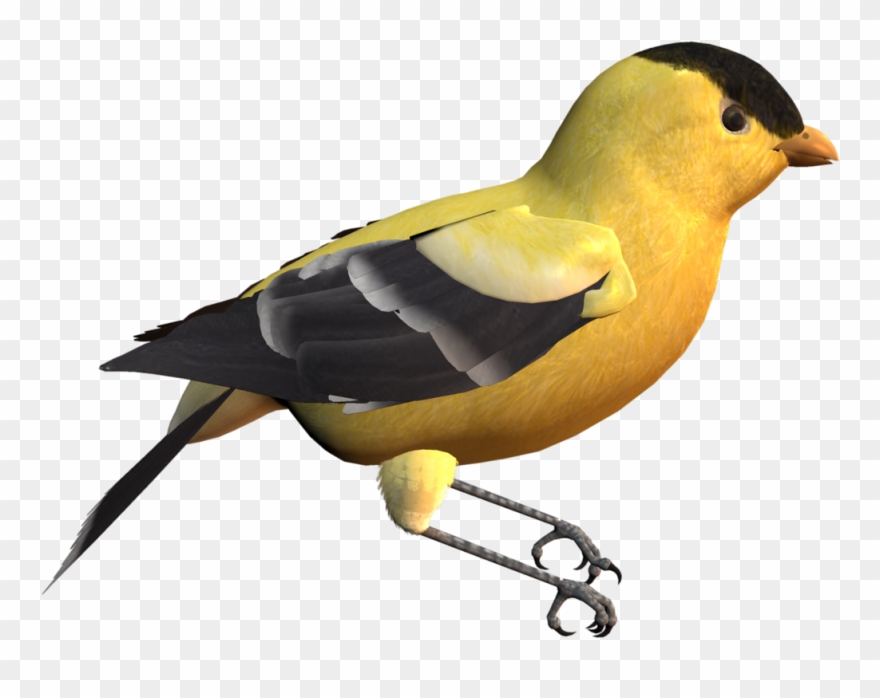 Canary Clipart Leg - Clip Art - Png Download