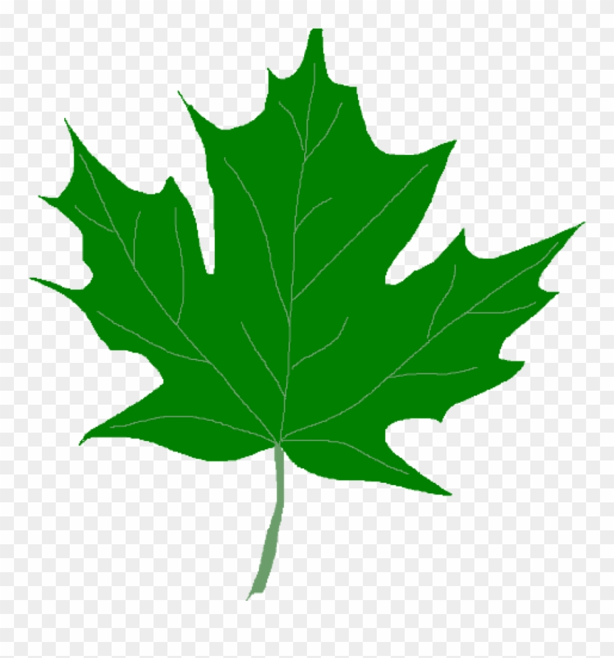 Green Leaf Clipart Green Maple Leaves Clipart Clip - Clip Art Green Leaf - Png Download