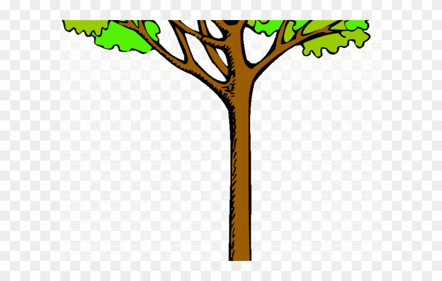 Tree Clipart Clipart Kauri Tree - Tall Tree Clipart - Png Download