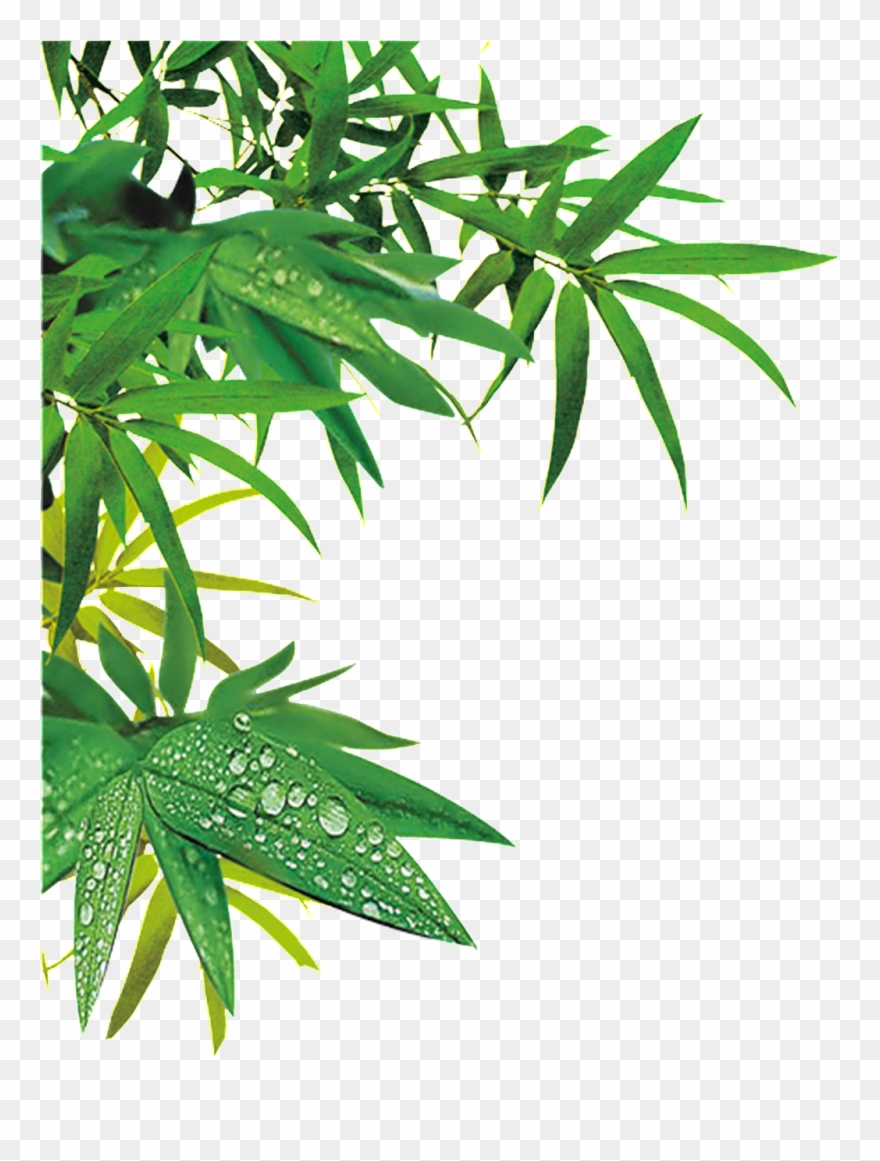 Bamboo - Hình Vẽ Lá Trúc Clipart