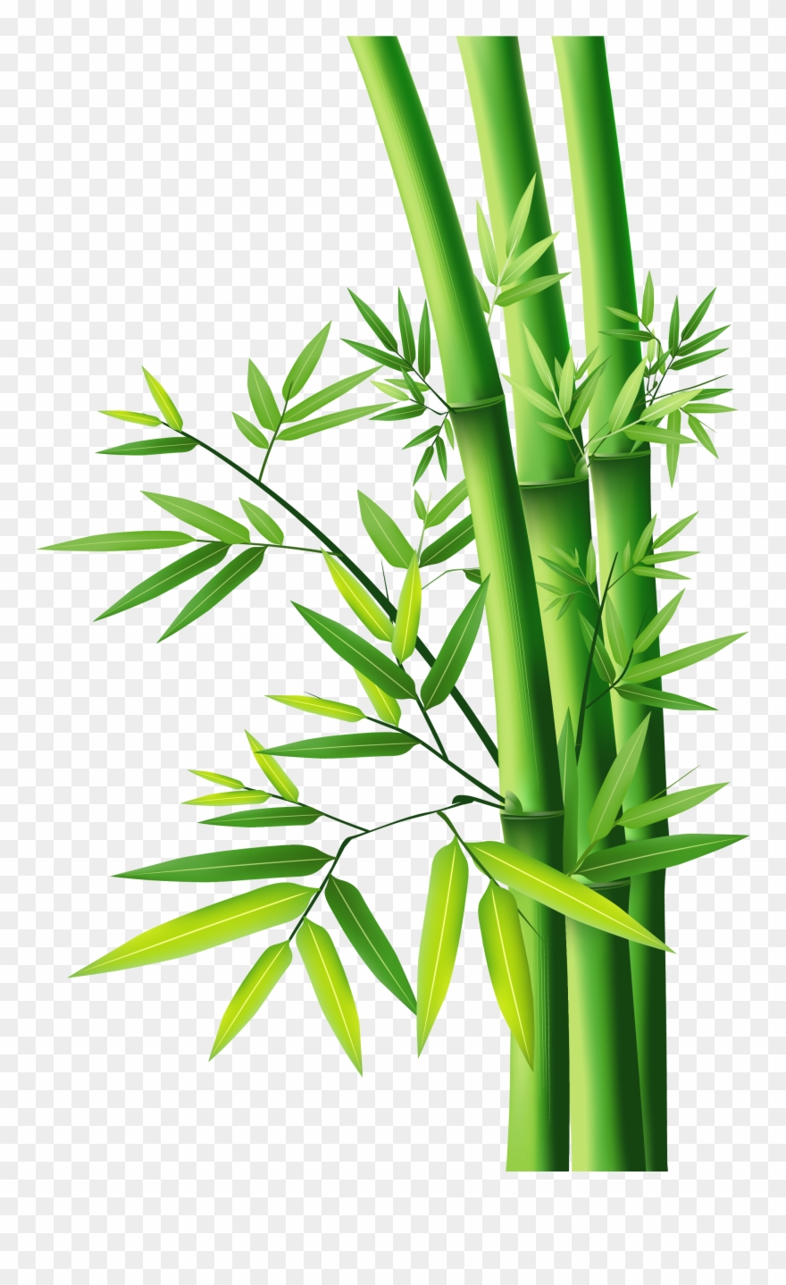 Bamboo Png - Bamboo Vector Clipart