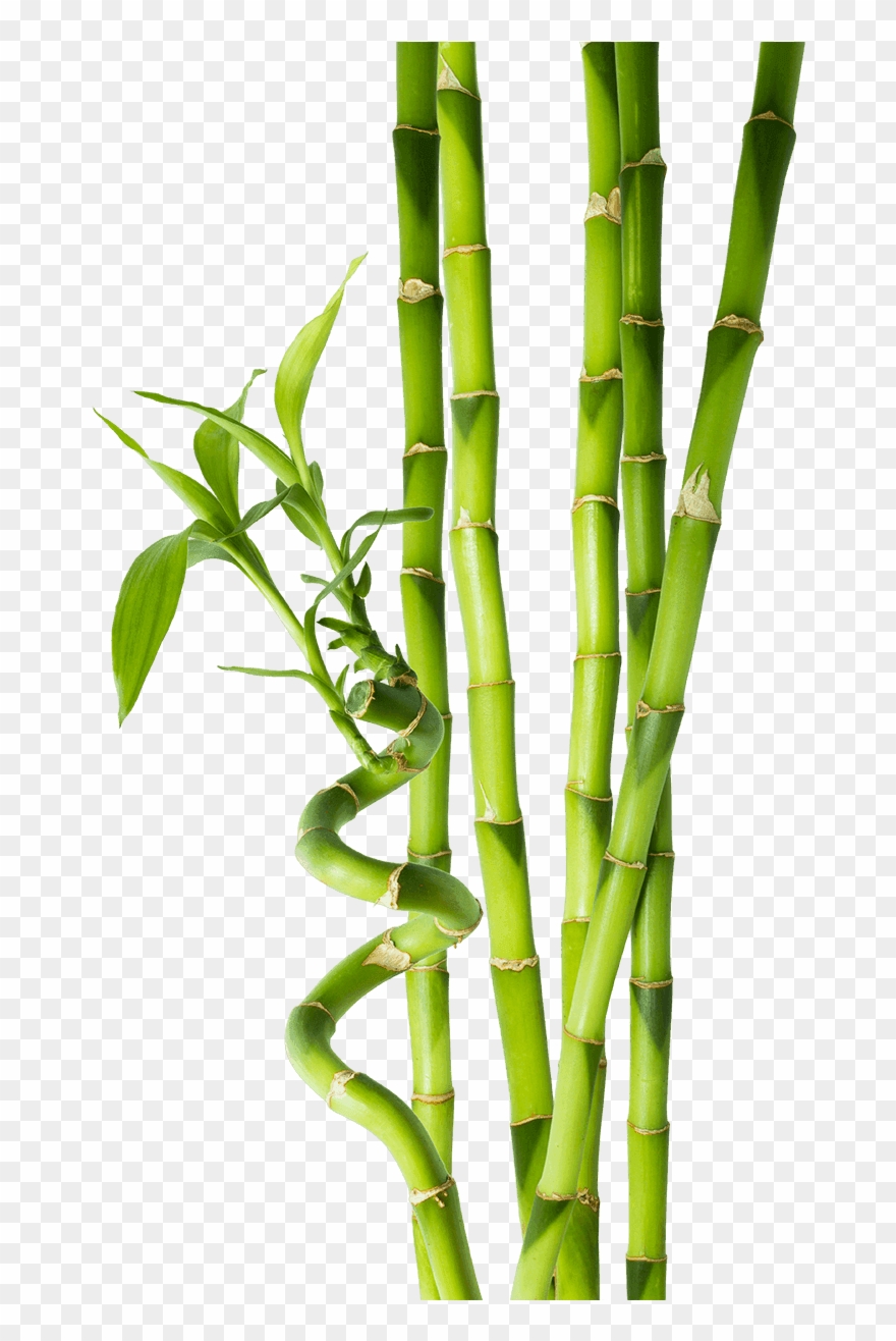 Bamboo Png - Tiges De Bambou Clipart