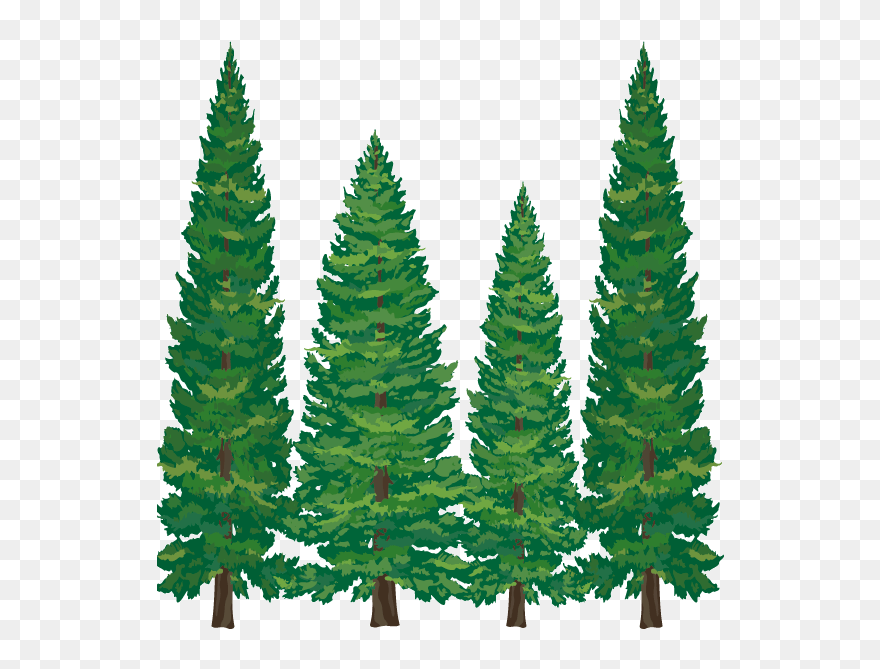 Pine Tree Clipart Softwood - Cartoon Pine Tree Png Transparent Png