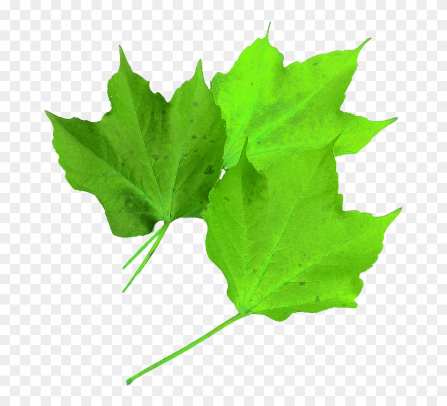 Image Of Maple Leaf 8, Buy Clip Art - Autumn Posters Ideas - Png Download