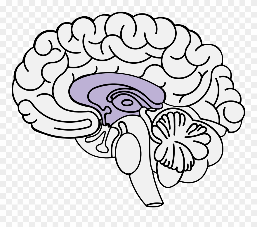 Trauma And The Brain - Anxiety Clipart