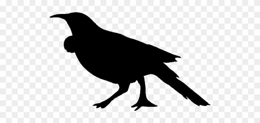 Image Result For Nz Birds Silhouette Images - Raven Clipart