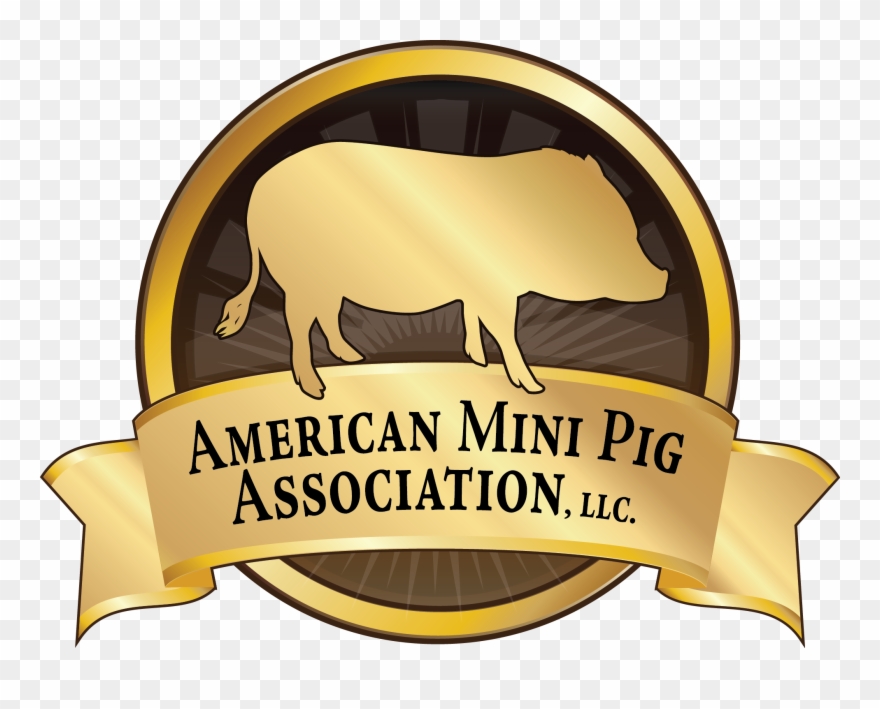 Become An American Mini Pig Association Member - American Mini Pig Coloring Book Clipart