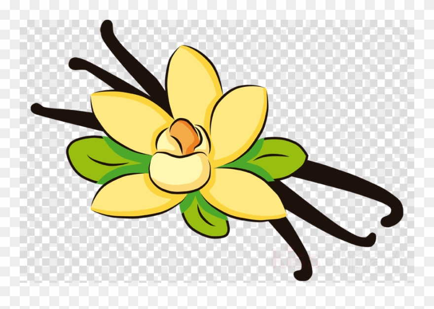 Vanilla Extract Vanilla Clipart Ice Cream Cones Vanilla - Vanilla Bean Clipart - Png Download