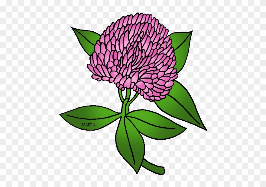 State Flower Of Vermont - Red Clover Clip Art - Png Download