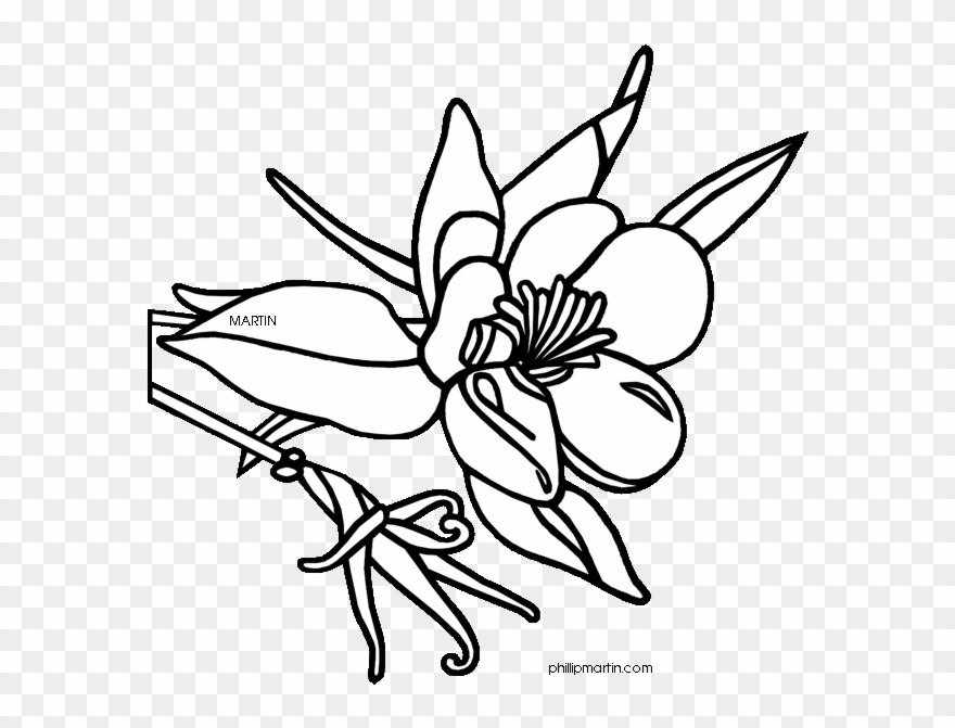 Colorado 20clipart - Colorado State Flower Drawing - Png Download
