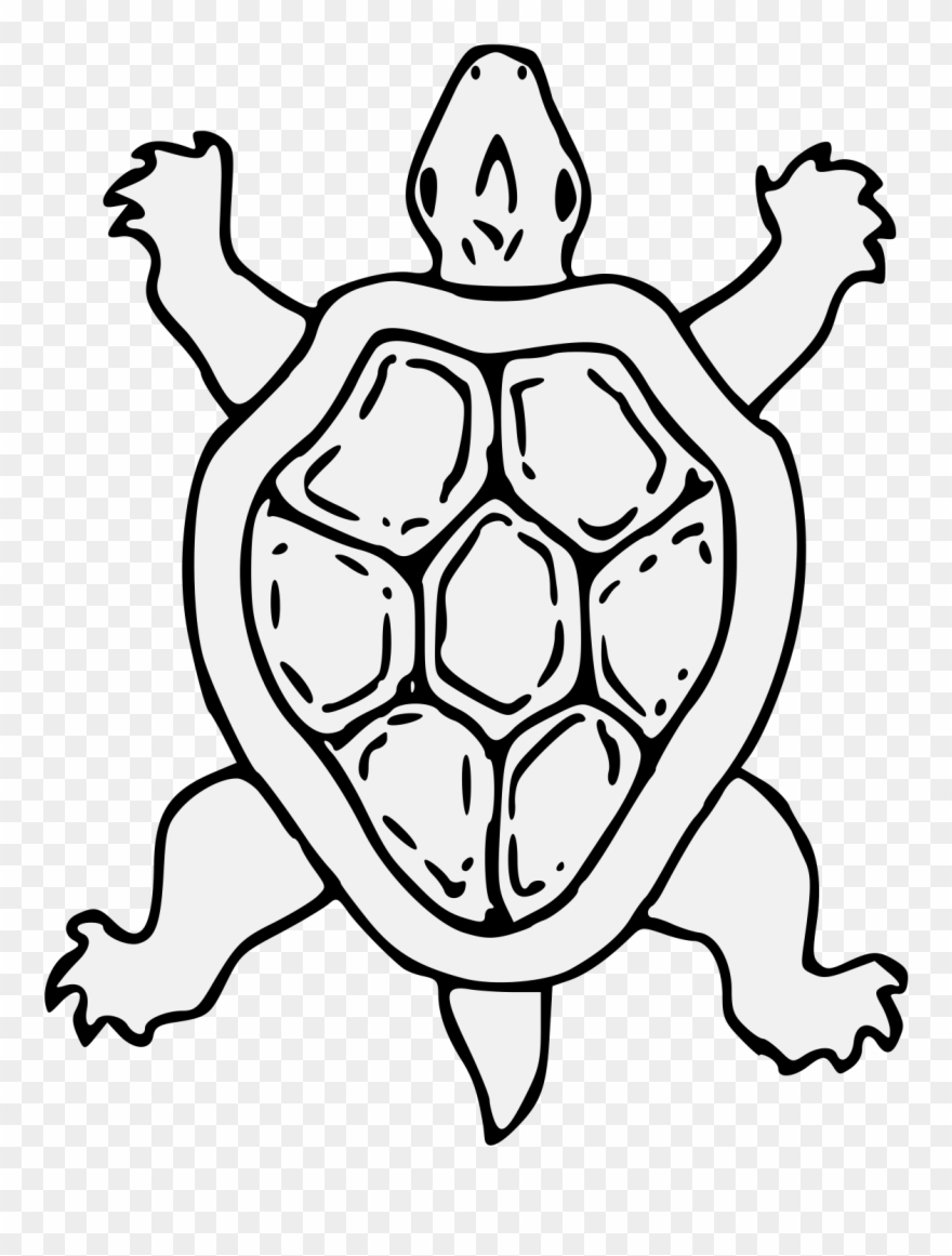 Tortoise - Gambar Kura Kura Kartun Hitam Putih Clipart