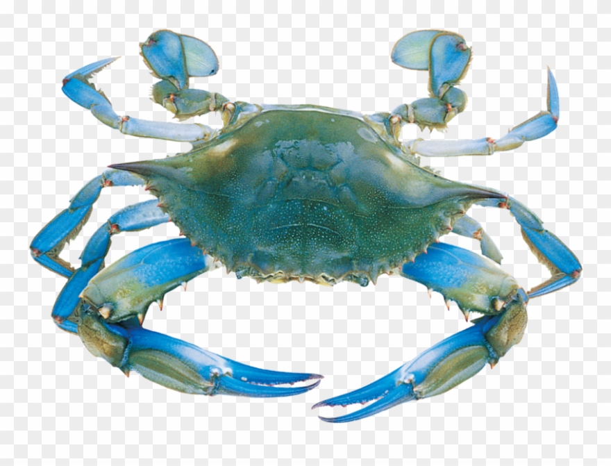 Sea Crabs Clipart