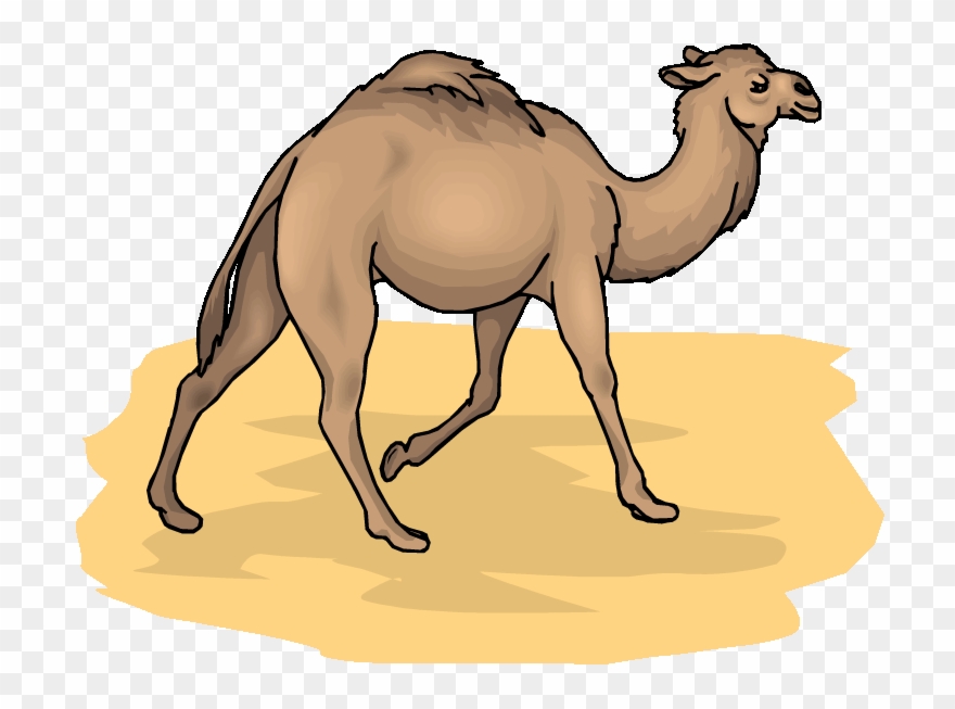 Free Cliparts Download Clip Art On Graphics - Camel Animal Clip Art - Png Download