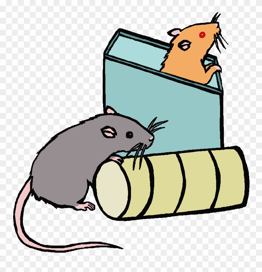 Cartoon Picture Of A Rat Free Download Clip Art - Rat Is In The Box Cartoon - Png Download