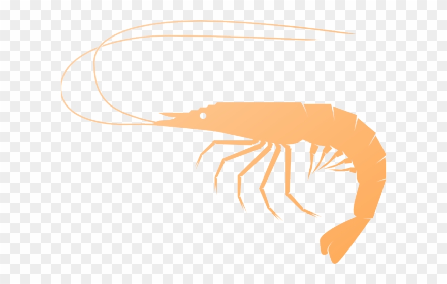 Shrimp Clipart Small Shrimp - Shrimp Clipart - Png Download