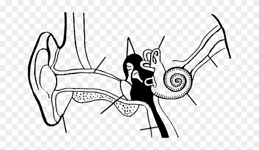 Human Ear Drawing At Getdrawings - Structure Of Ear Outline Clipart