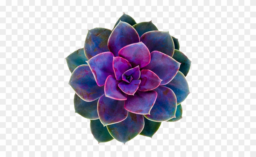Cactus Flower Png - Green And Purple Succulents Clipart