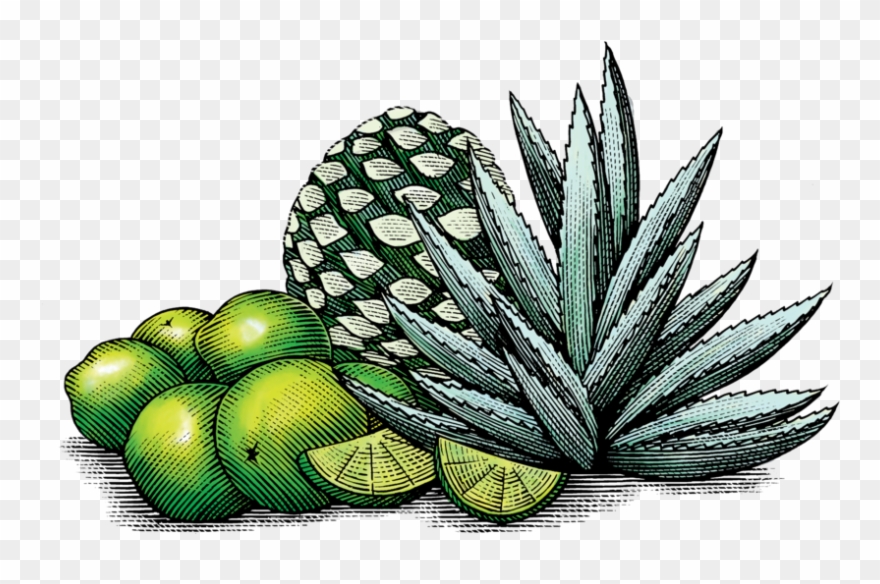 Mexican Lime & Agave - Art Clipart