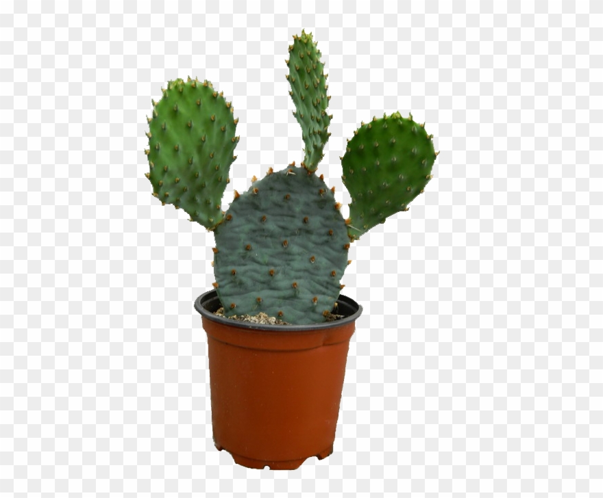 Cactus High Quality Png - Cactus Clipart