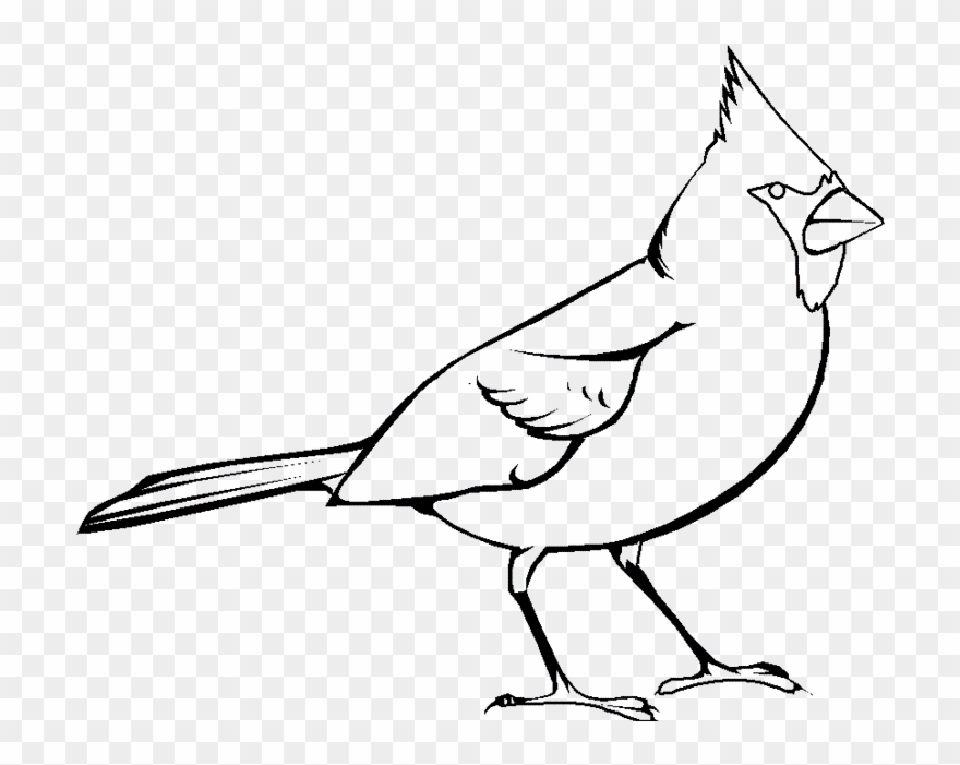 28 Collection Of Cardinal Clipart Black And White - Red Bird Coloring Pages - Png Download