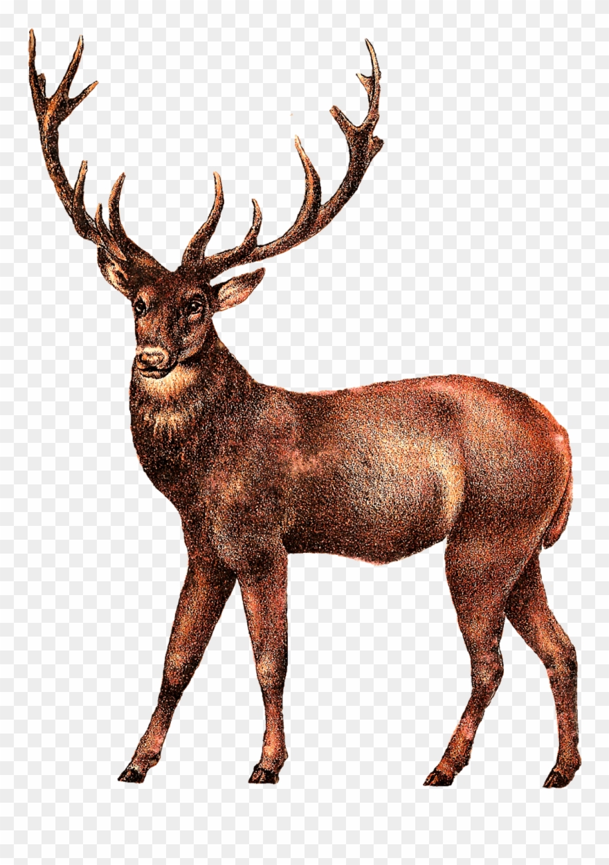 Clip Art Free Deer Transparent Png Images - Vintage Stag Illustration