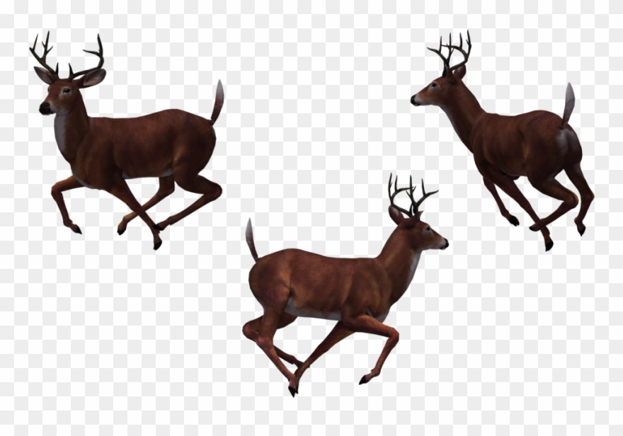 Buck At Getdrawings Com Free For Personal - Group Of Deer Png Clipart