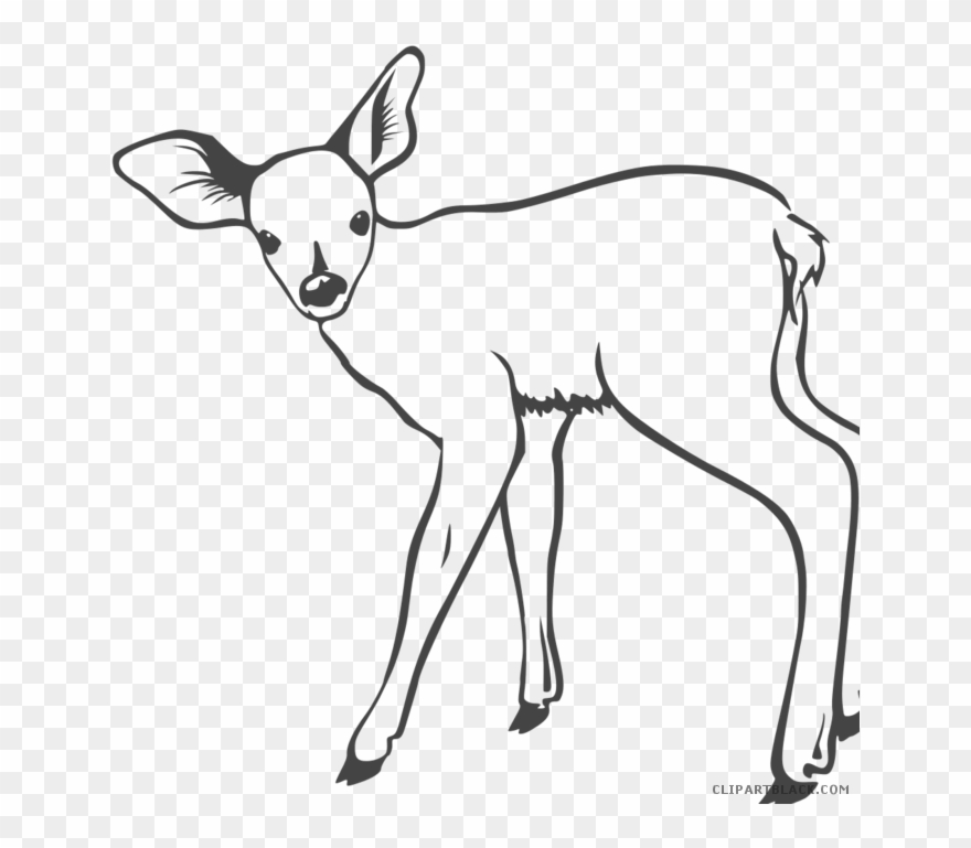 Buck Clipart Black And White - Fawn Clipart Black And White - Png Download