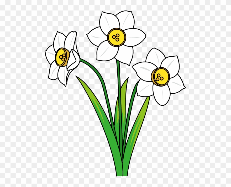 冬の花1 02 スイセンイラスト - 水仙 イラスト フリー Clipart