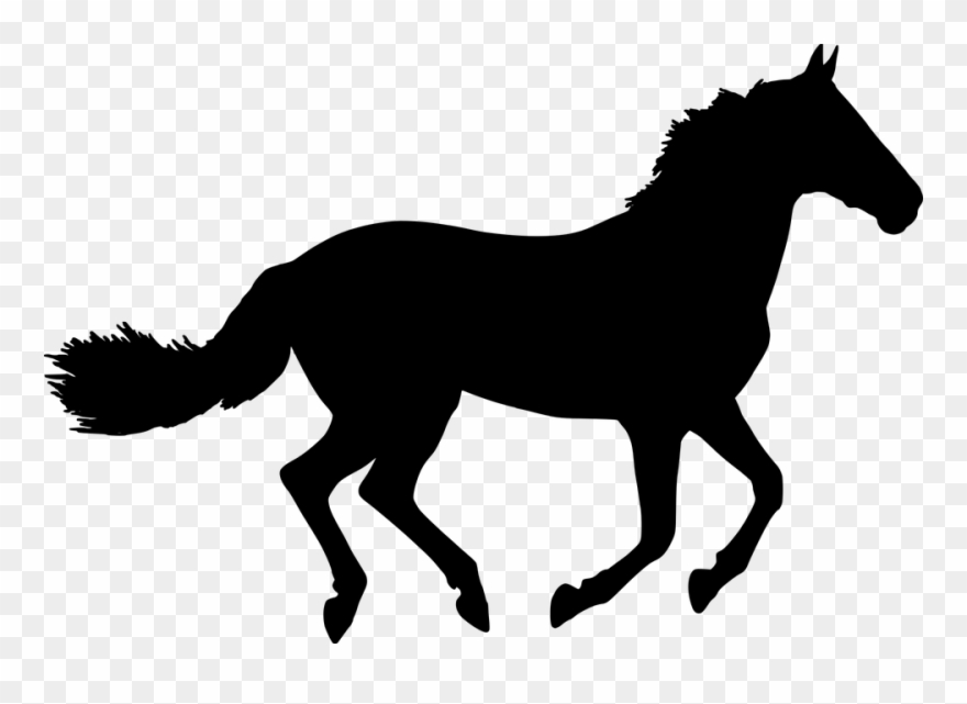 Horse Head Vector 16, Buy Clip Art - Black Horse Inside Coolmore - Png Download