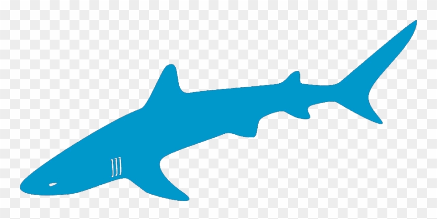 Download Shark Graphic Clipart Tiger Shark Clip Art - Graphics - Png Download