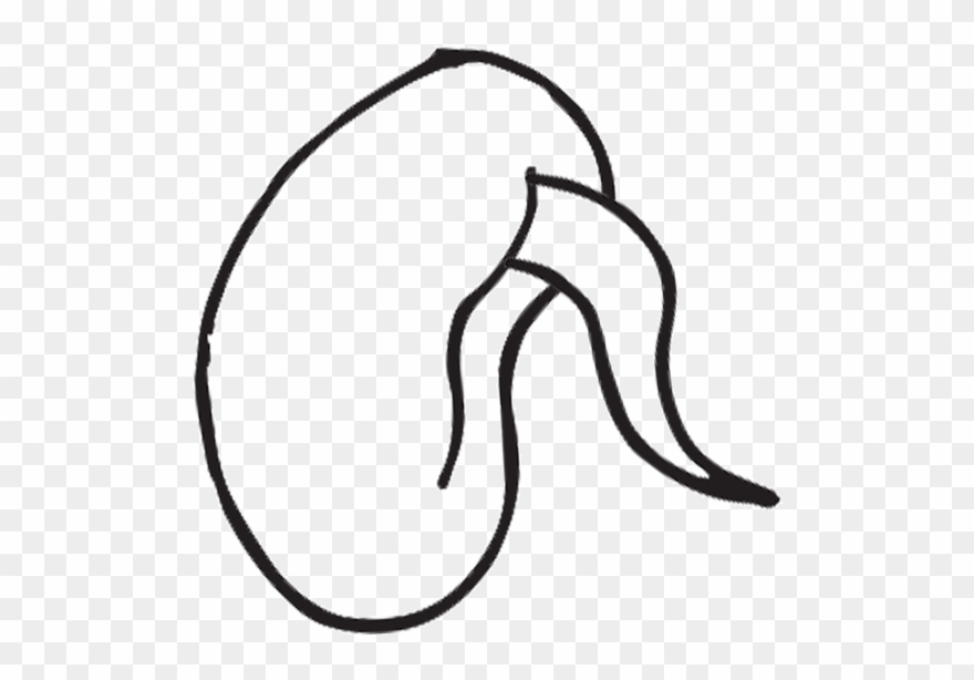 Vector Life Cycle Of A Plant For Kids Stock Vector - Coloring Book Clipart