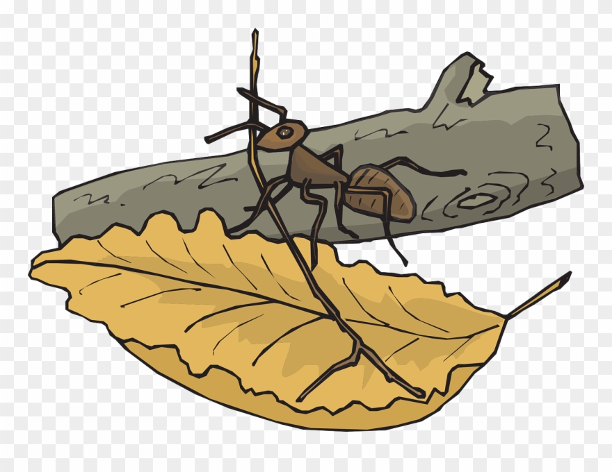 Leaf Branch Ant Log Insect Png Image - Ant On A Log Clipart Transparent Png