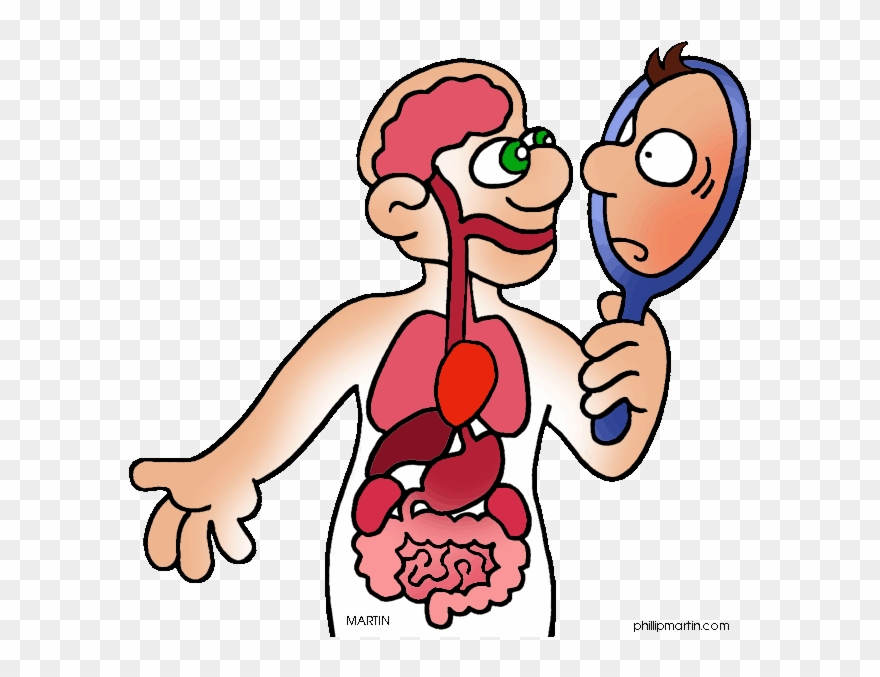 Of Human Body Clip Art Or Clipart Panda - Clipart Anatomy - Png Download