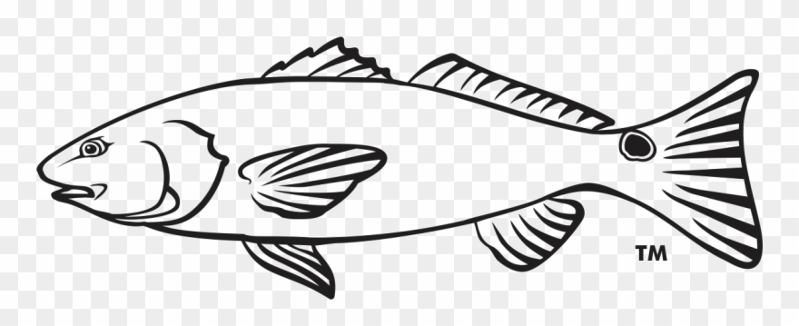 Seafood Drawing Outline - Red Drum Clipart