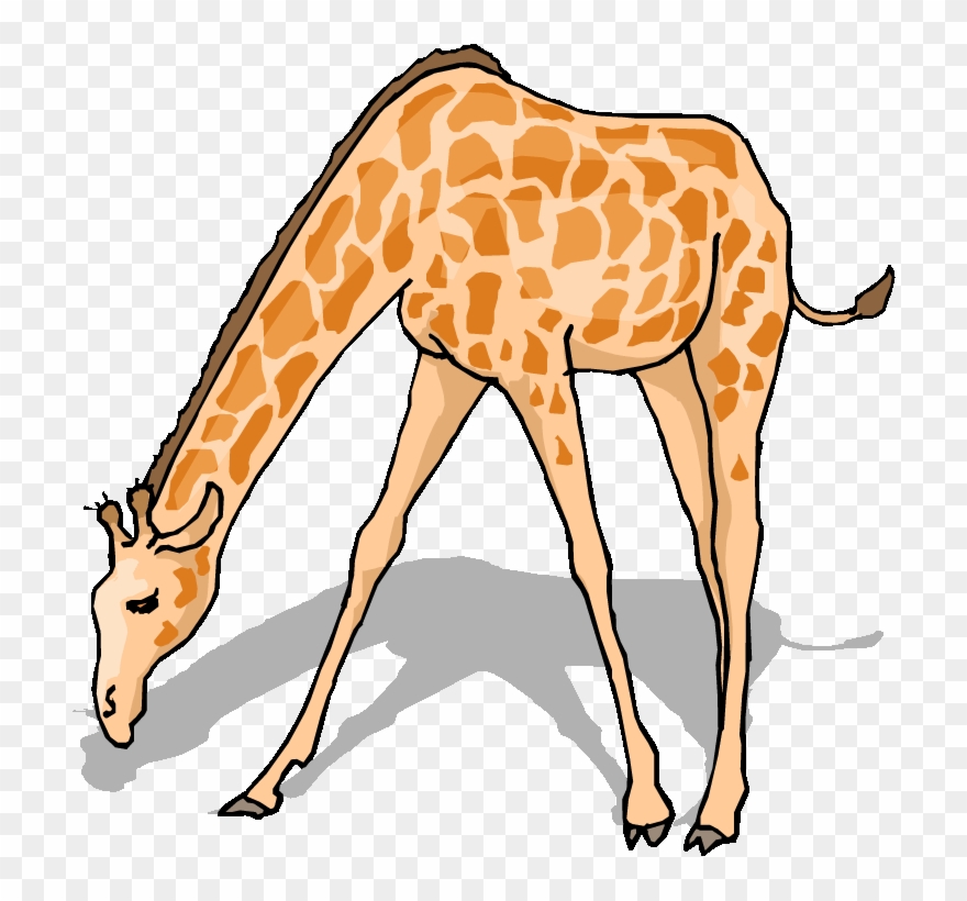 Free Giraffe Clipart - Giraffe Drinking Water Clipart - Png Download