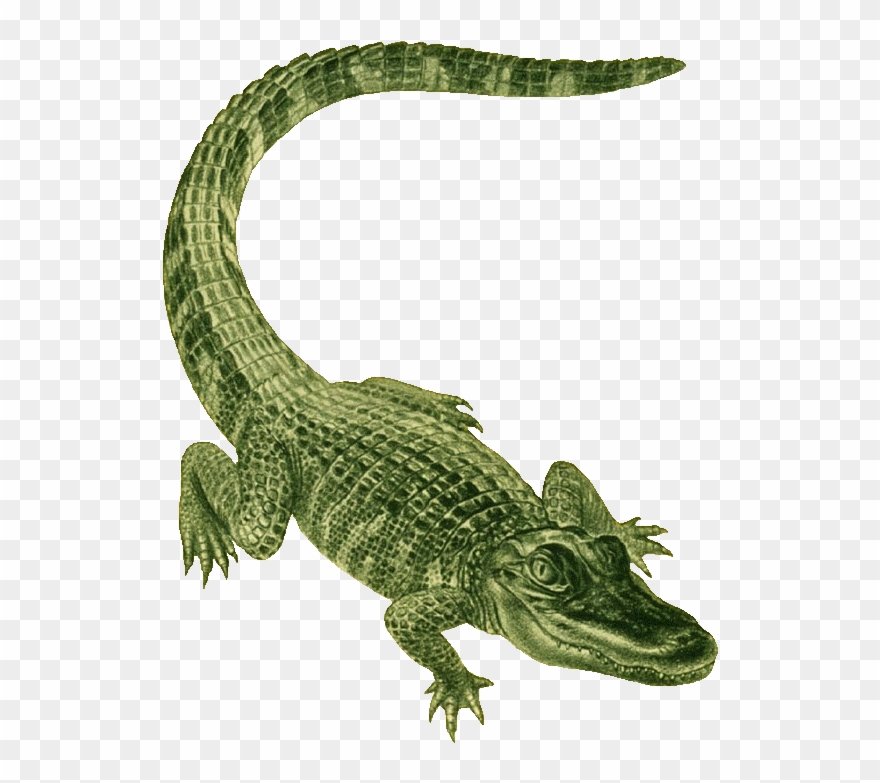 Alligator Clip Art - Alligator Green - Png Download