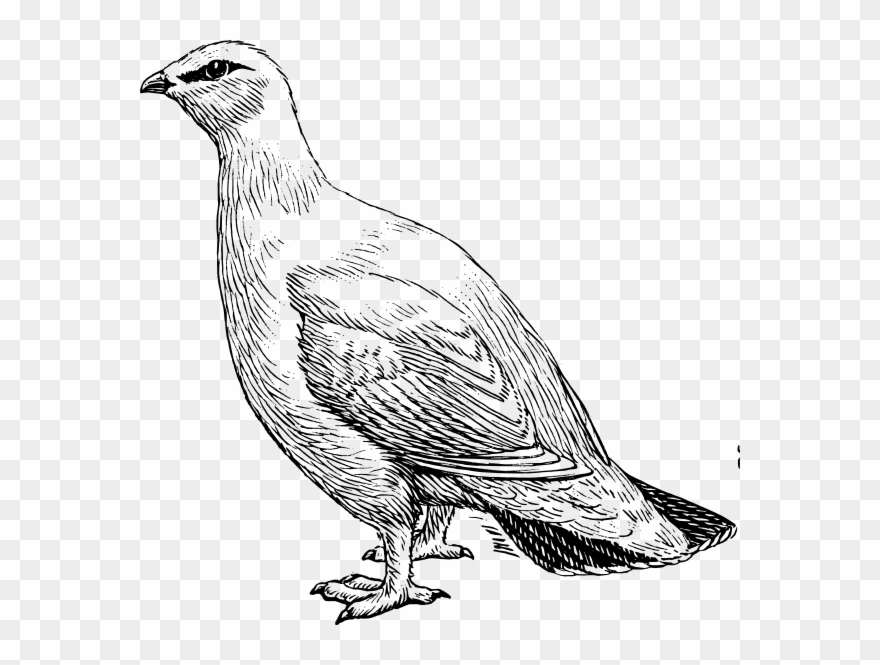 Ptarmigan Clipart - Png Download