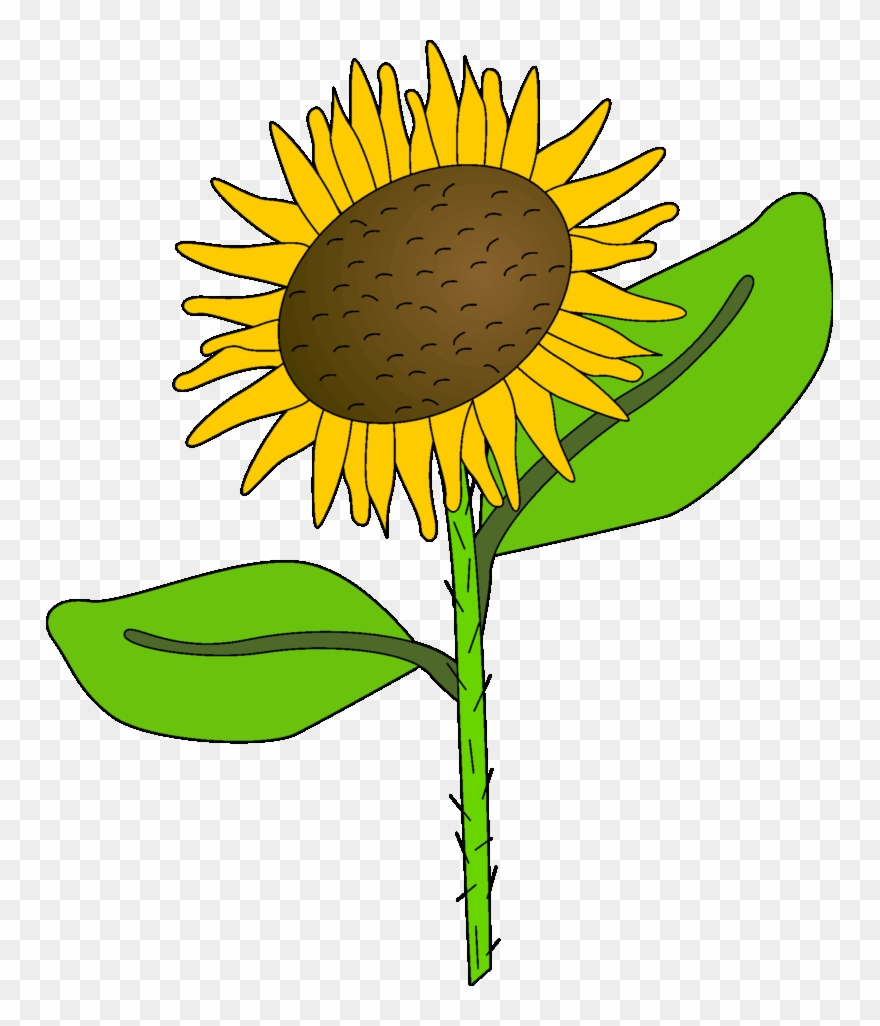 Sunflower Clip Art Images Black And White🤷 - Palabra Derivada De Sol - Png Download