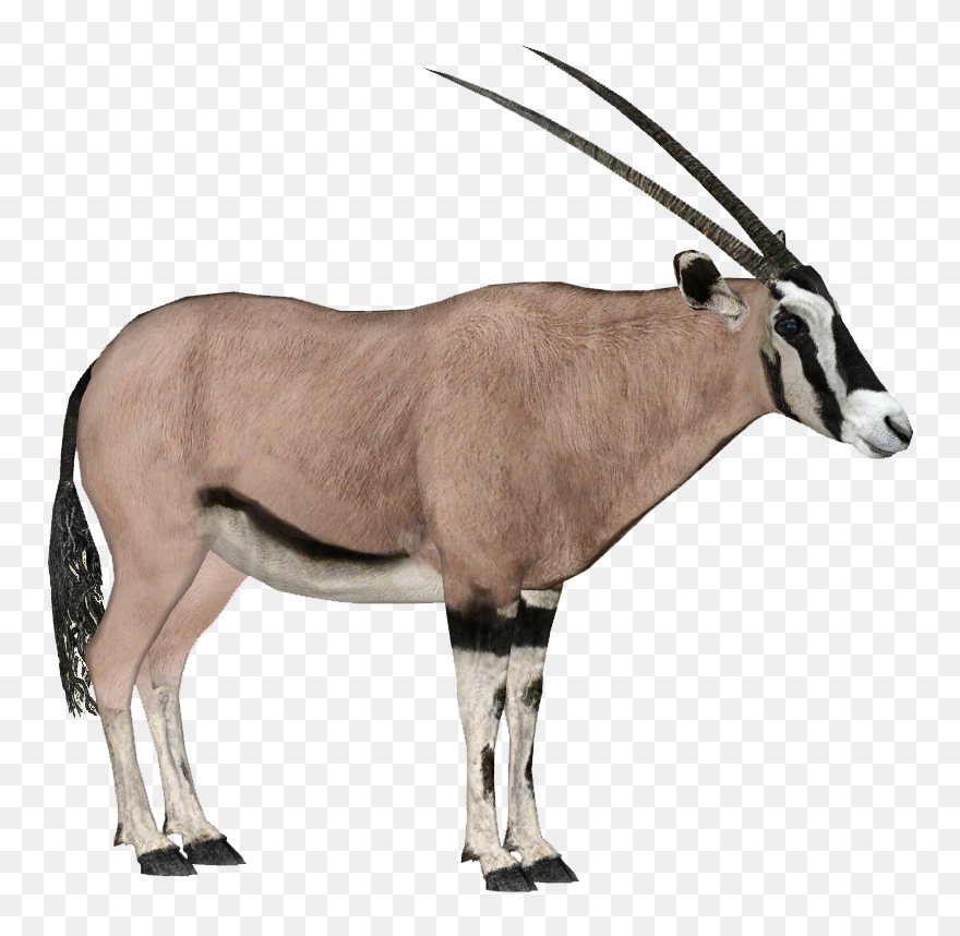 Image Beisa Oryx Dragon Unit911 Png Zt2 Download Water - Oryx Png Clipart