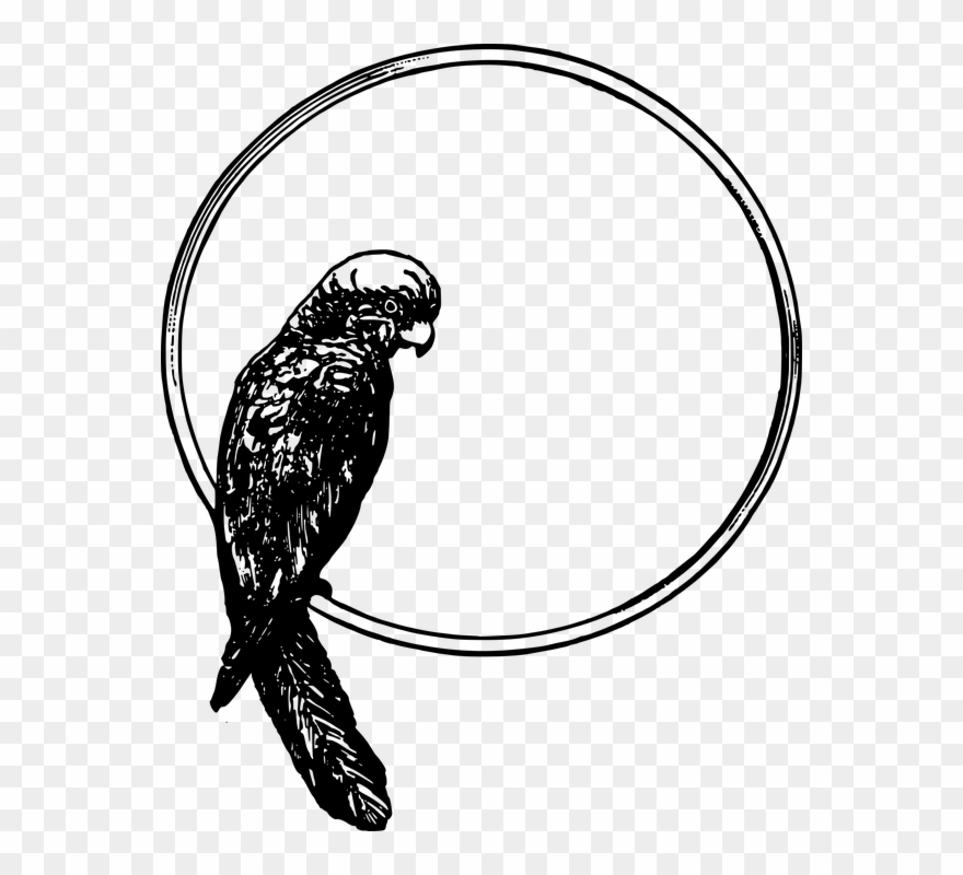 Animal Cliparts Frames 19, Buy Clip Art - 2 Parrots Picture Clipart - Png Download