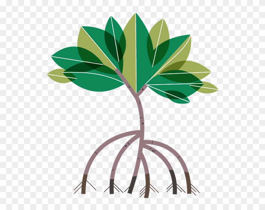Mangrove Tree Clipart - Mangrove Trees Clipart - Png Download