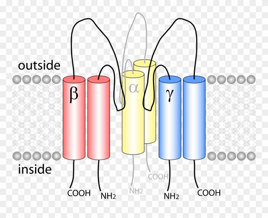 Epithelial Sodium Channel Clipart