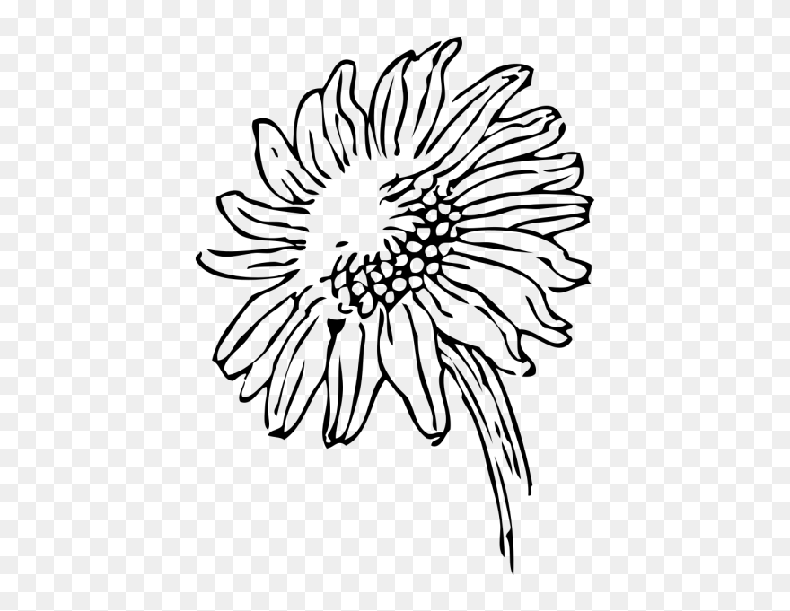 Drawing Line Art Download Computer Icons - Sunflower Clipart Black And White Transparent - Png Download