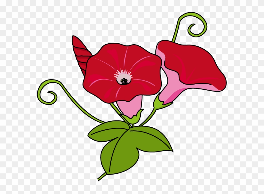 Download Morning Glory Clipart Japanese Morning Glory - Flower - Png Download