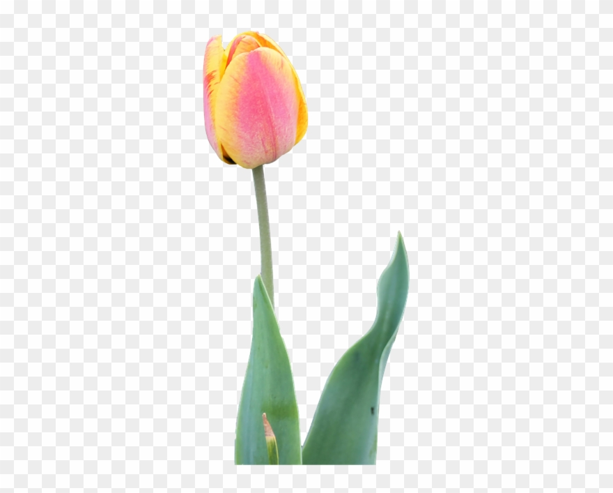 Tulip Png 18, Buy Clip Art - Flower Transparent Png