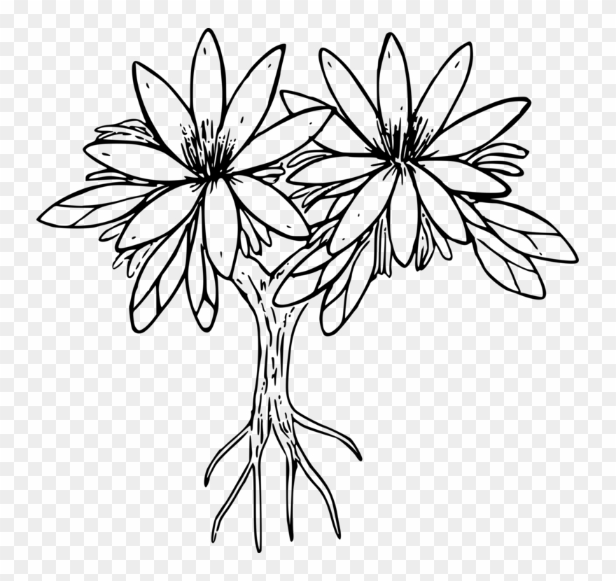 All Photo Png Clipart - Lewisia Transparent Png