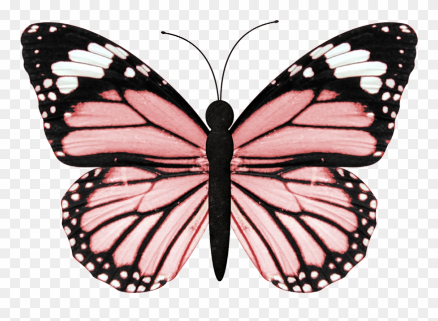 Ch - B *✿* - Black And Orange Butterfly Wing Clipart