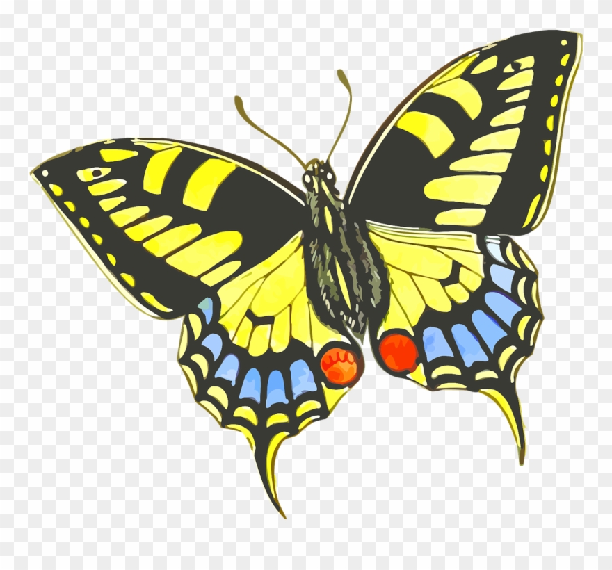 תמונה של פרפר Clipart