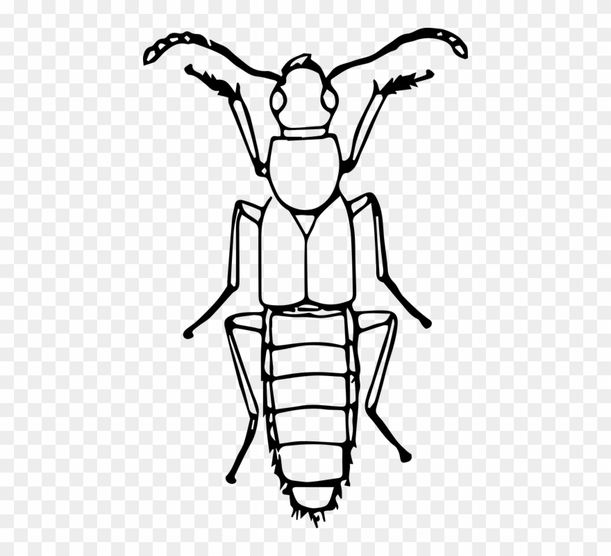 Black And White Ladybug Clipart 11, Buy Clip Art - Insects Drawings Clip Art - Png Download