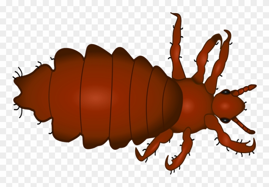 Gesundheit Nachrichten - Lice Clipart - Png Download